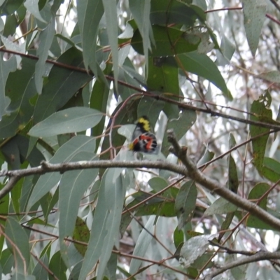 Delias harpalyce (Imperial Jezebel) at McQuoids Hill - 2 Oct 2021 by HelenCross