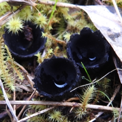 zz – ascomycetes - apothecial (Cup fungus) at McQuoids Hill - 2 Oct 2021 by HelenCross