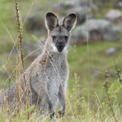 Notamacropus rufogriseus (Red-necked Wallaby) at McQuoids Hill - 2 Oct 2021 by HelenCross