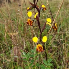 Diuris pardina (Leopard Doubletail) at Stromlo, ACT - 2 Oct 2021 by Rebeccajgee