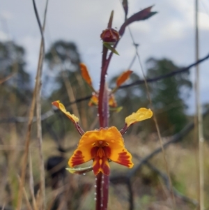 Diuris pardina at Stromlo, ACT - 2 Oct 2021