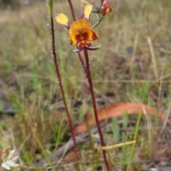 Diuris pardina at Stromlo, ACT - 2 Oct 2021