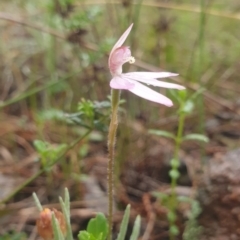 Caladenia fuscata (Dusky fingers) at Stromlo, ACT - 2 Oct 2021 by Rebeccajgee
