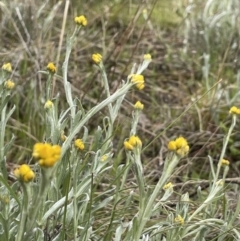 Chrysocephalum apiculatum (Common Everlasting) at Namadgi National Park - 2 Oct 2021 by JaneR