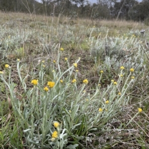 Chrysocephalum apiculatum at Tennent, ACT - 2 Oct 2021