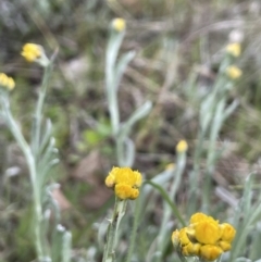 Chrysocephalum apiculatum at Tennent, ACT - 2 Oct 2021