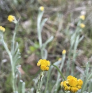 Chrysocephalum apiculatum at Tennent, ACT - 2 Oct 2021