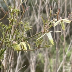 Clematis leptophylla (Small-leaf Clematis, Old Man's Beard) at Namadgi National Park - 2 Oct 2021 by JaneR