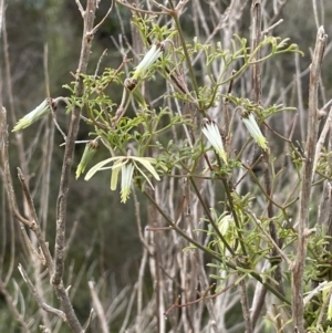 Clematis leptophylla at Tennent, ACT - 2 Oct 2021 02:53 PM