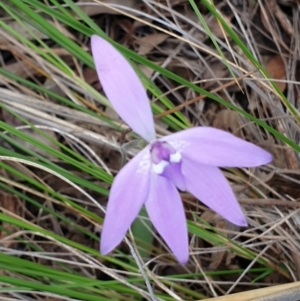 Glossodia major at Cook, ACT - suppressed