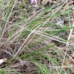 Glossodia major at Cook, ACT - suppressed