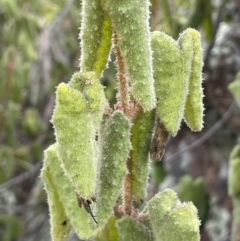 Correa reflexa var. reflexa (Common Correa, Native Fuchsia) at Namadgi National Park - 2 Oct 2021 by JaneR