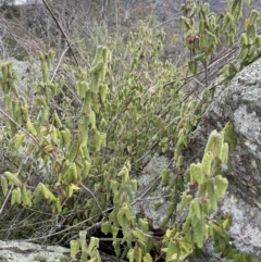 Correa reflexa var. reflexa at Tennent, ACT - 2 Oct 2021 02:39 PM