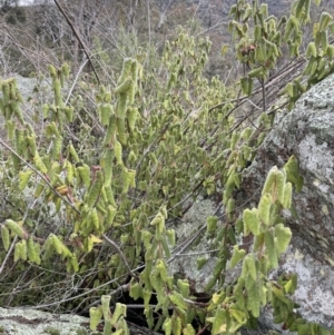 Correa reflexa var. reflexa at Tennent, ACT - 2 Oct 2021