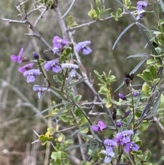 Glycine clandestina (Twining Glycine) at Namadgi National Park - 2 Oct 2021 by JaneR