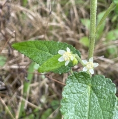 Gynatrix pulchella (Hemp Bush) at Namadgi National Park - 2 Oct 2021 by JaneR