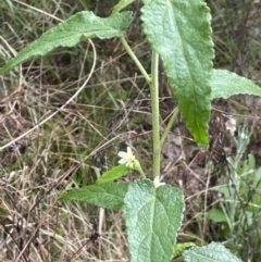 Gynatrix pulchella at Tennent, ACT - 2 Oct 2021