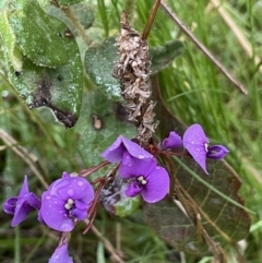 Hardenbergia violacea (False Sarsaparilla) at Tennent, ACT - 2 Oct 2021 by JaneR