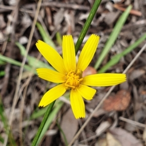 Microseris walteri at Cook, ACT - 2 Oct 2021