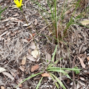 Microseris walteri at Cook, ACT - 2 Oct 2021