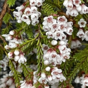 Micromyrtus ciliata at Tennent, ACT - 2 Oct 2021