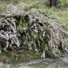 Micromyrtus ciliata at Tennent, ACT - 2 Oct 2021