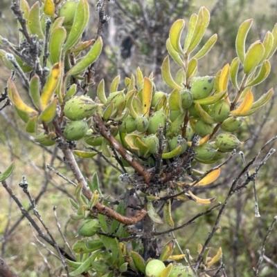 Persoonia rigida (Hairy Geebung) at Tennent, ACT - 2 Oct 2021 by JaneR