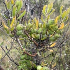Persoonia rigida (Hairy Geebung) at Tennent, ACT - 2 Oct 2021 by JaneR