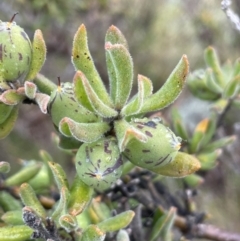 Persoonia rigida at Tennent, ACT - 2 Oct 2021