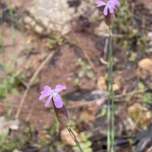 Petrorhagia nanteuilii at Tennent, ACT - 2 Oct 2021 02:18 PM