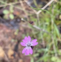 Petrorhagia nanteuilii at Tennent, ACT - 2 Oct 2021 02:18 PM