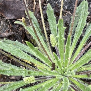 Plantago varia at Tennent, ACT - 2 Oct 2021