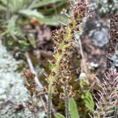 Plantago varia at Tennent, ACT - 2 Oct 2021