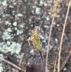 Plantago varia at Tennent, ACT - 2 Oct 2021