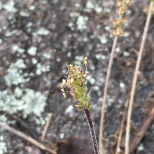 Plantago varia at Tennent, ACT - 2 Oct 2021 02:44 PM