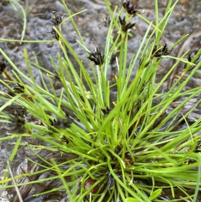 Schoenus apogon (Common Bog Sedge) at Namadgi National Park - 2 Oct 2021 by JaneR