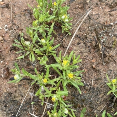 Triptilodiscus pygmaeus (Annual Daisy) at Namadgi National Park - 2 Oct 2021 by JaneR