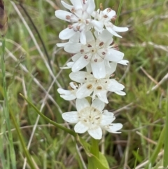 Wurmbea dioica subsp. dioica (Early Nancy) at Namadgi National Park - 2 Oct 2021 by JaneR