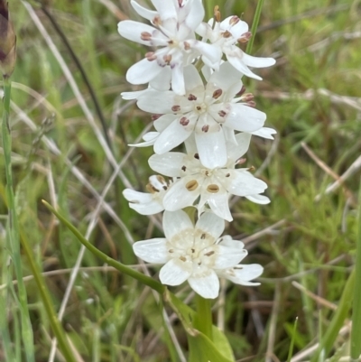 Wurmbea dioica subsp. dioica (Early Nancy) at Namadgi National Park - 2 Oct 2021 by JaneR
