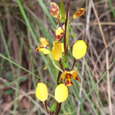 Diuris nigromontana (Black Mountain Leopard Orchid) at Cook, ACT - 2 Oct 2021 by drakes
