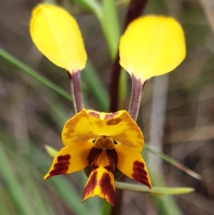 Diuris nigromontana at Cook, ACT - 2 Oct 2021