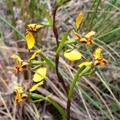 Diuris nigromontana at Cook, ACT - 2 Oct 2021