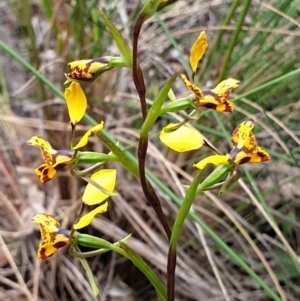 Diuris nigromontana at Cook, ACT - 2 Oct 2021