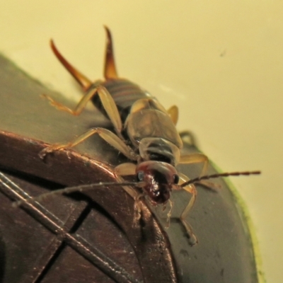 Forficula auricularia (European Earwig) at Macarthur, ACT - 2 Oct 2021 by RodDeb