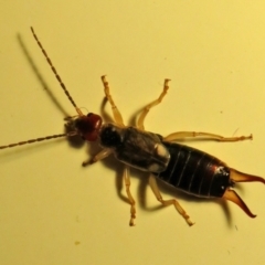 Forficula auricularia at Macarthur, ACT - 2 Oct 2021