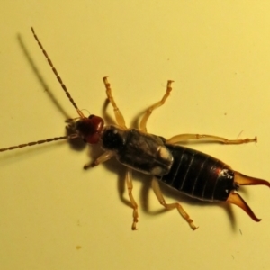 Forficula auricularia at Macarthur, ACT - 2 Oct 2021 10:45 PM