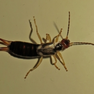 Forficula auricularia at Macarthur, ACT - 2 Oct 2021