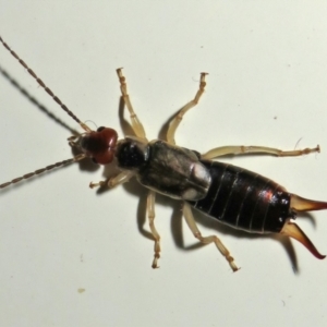 Forficula auricularia at Macarthur, ACT - 2 Oct 2021 10:45 PM