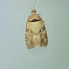 Rupicolana orthias (A tortrix or leafroller moth) at Jerrabomberra, NSW - 2 Oct 2021 by SteveBorkowskis
