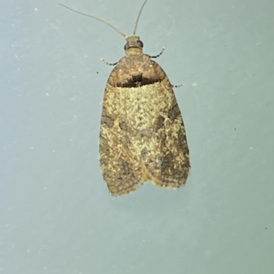 Rupicolana orthias (A tortrix or leafroller moth) at QPRC LGA - 2 Oct 2021 by Steve_Bok